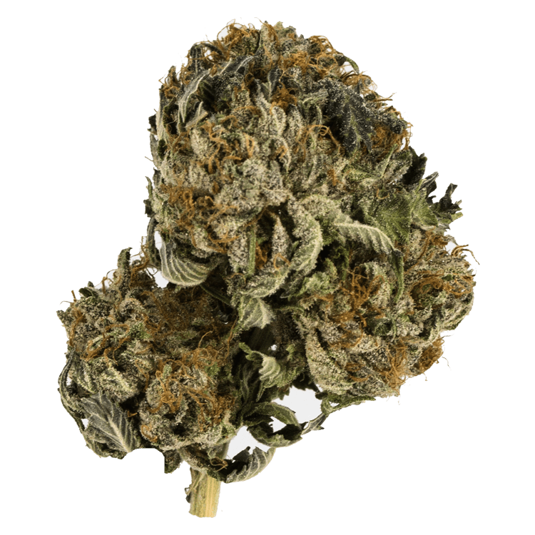 Black Tuna – 1 ounce | BC Weed Edible Canada