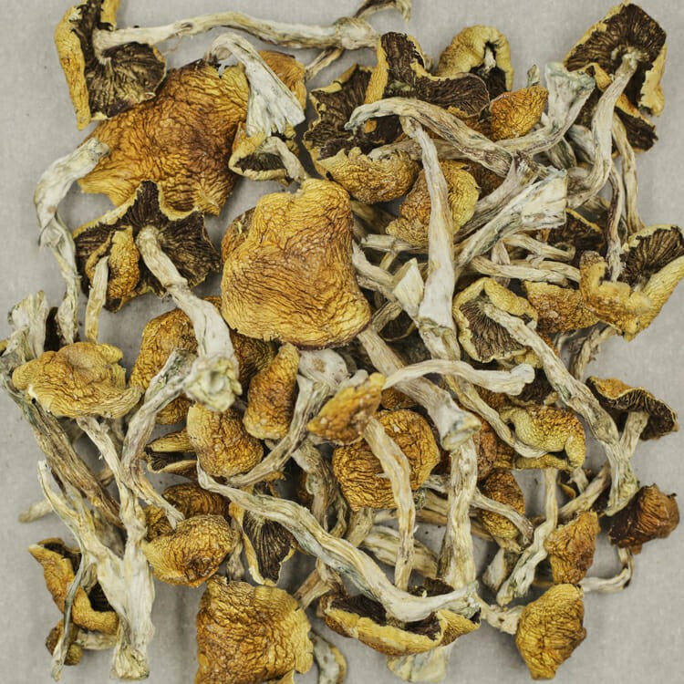 Wollygong | BC Weed Edible Canada Wollygong | BC Weed Edible Canada