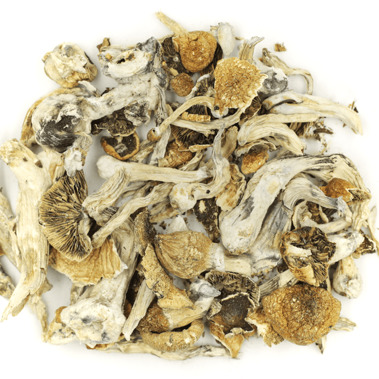 Lizard King | BC Weed Edible Canada Lizard King | BC Weed Edible Canada