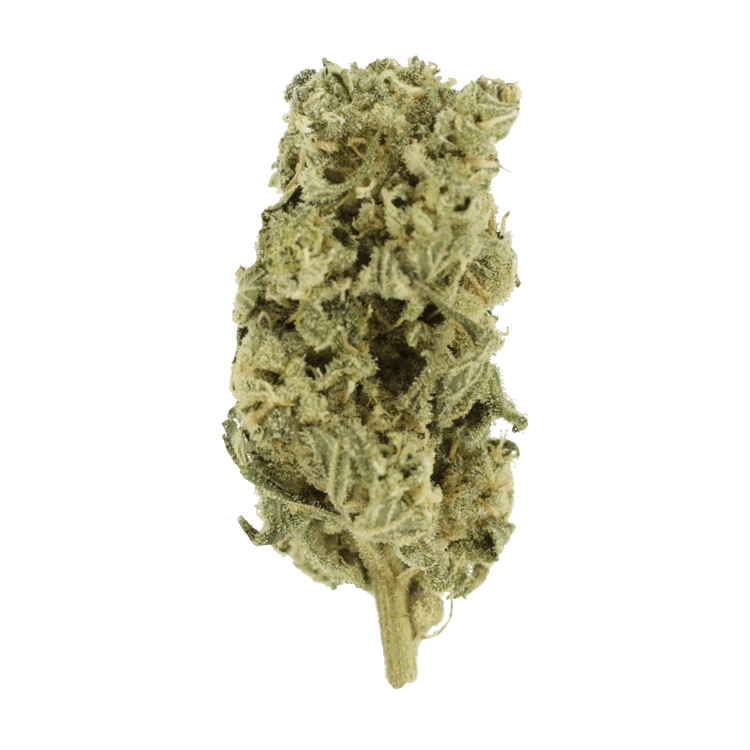 Hash Plant – 1oz / $60 | BC Weed Edible Canada